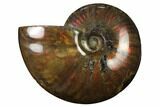 Flashy Red Iridescent Ammonite #155159-1